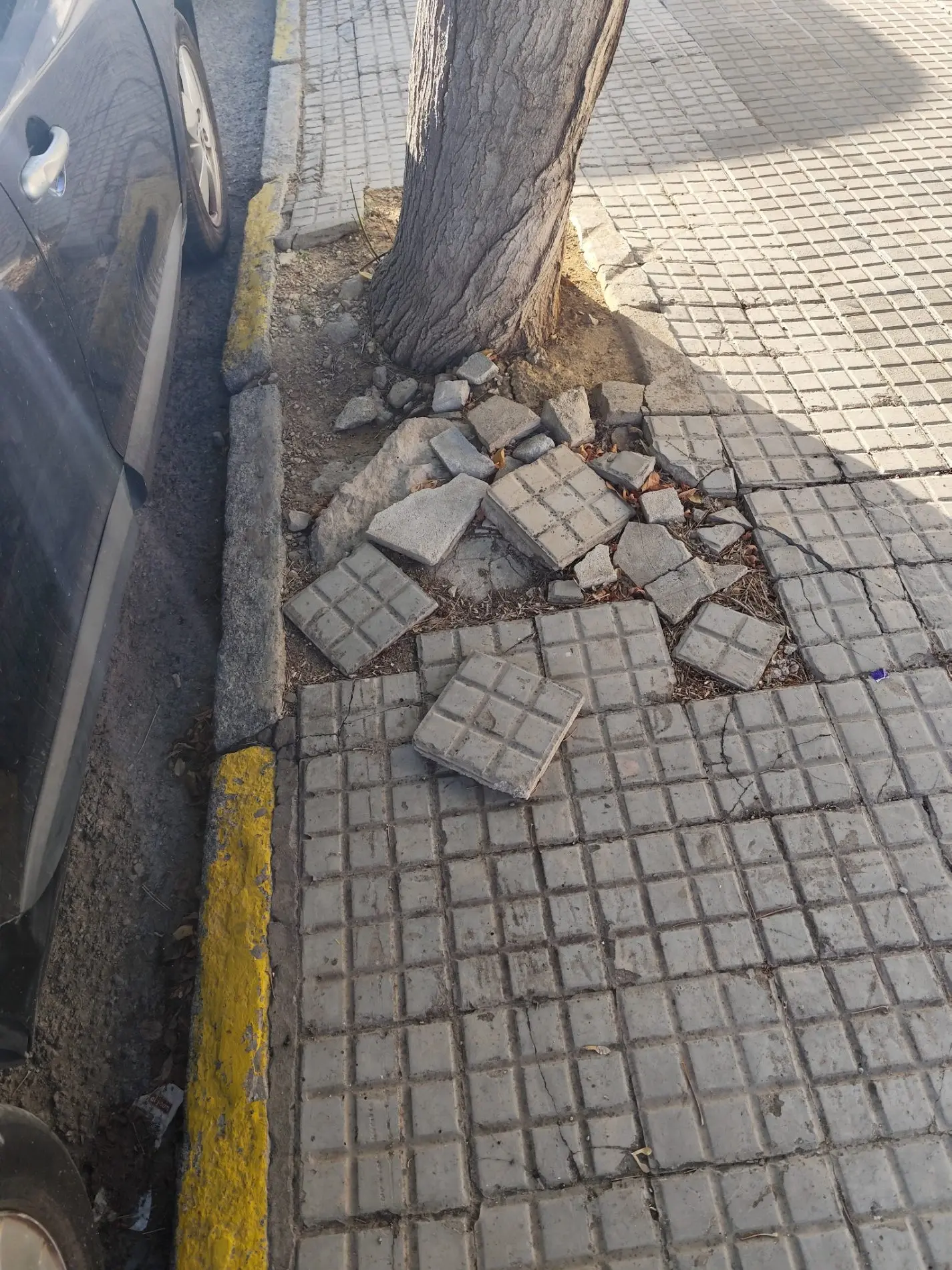 Fotografía de la incidencia MD-2026-000026: En Avda Dr. Fleming es complicado seleccionar un alcorque de los tantos que hay en esas m…