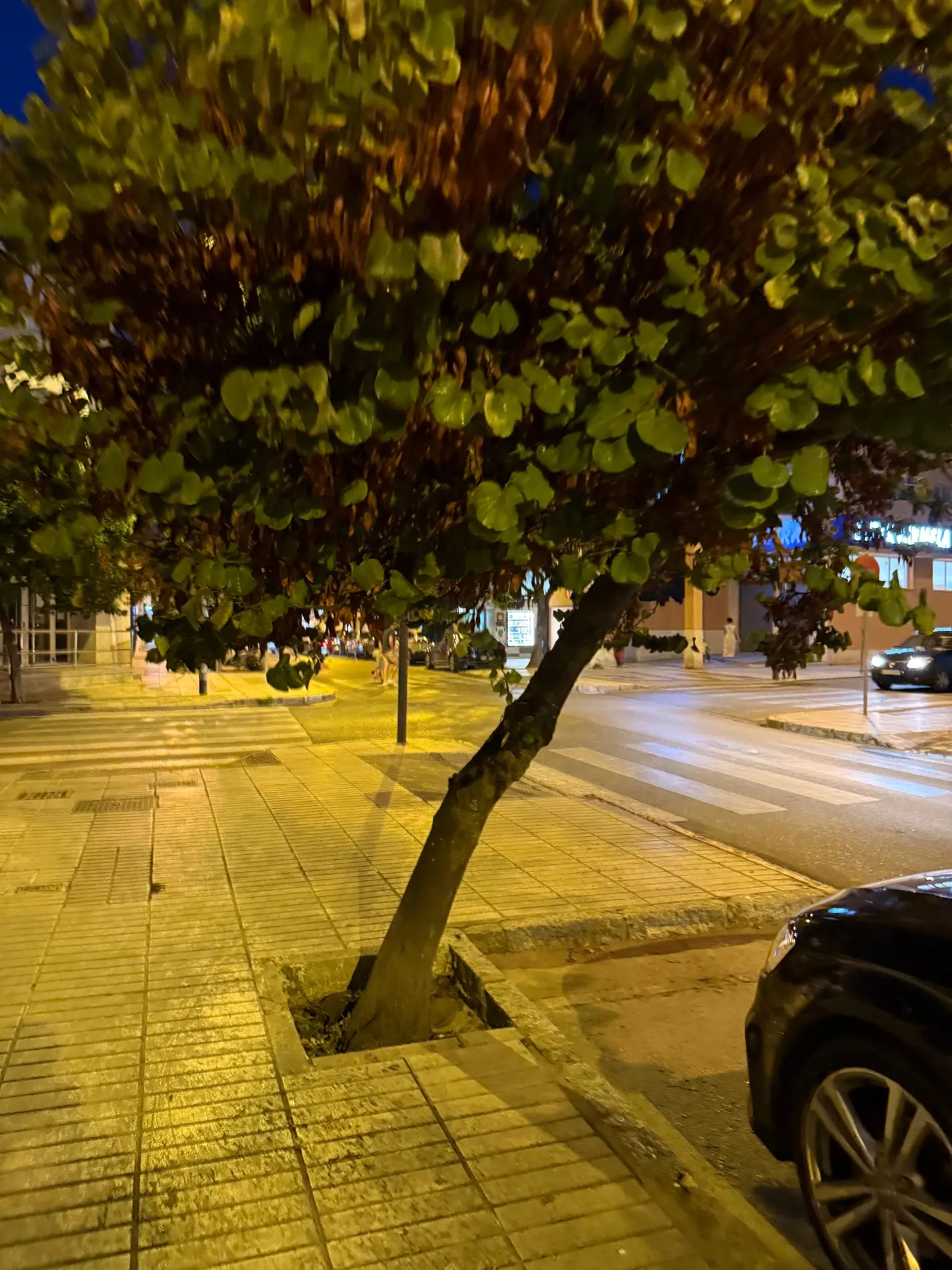 Fotografía de la incidencia MD-2026-000021: Este árbol frente a Correos lleva años sin podarse y hay que pasar por debajo agachándose
