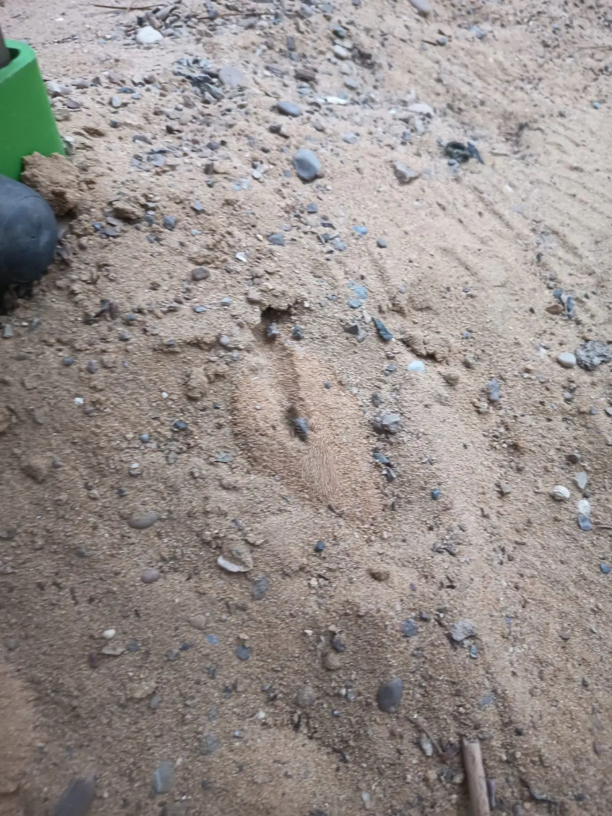 Fotografía de la incidencia: Debajo de uno de los toboganes hay muchos agujeros en la arena de avispas escabadoras es …