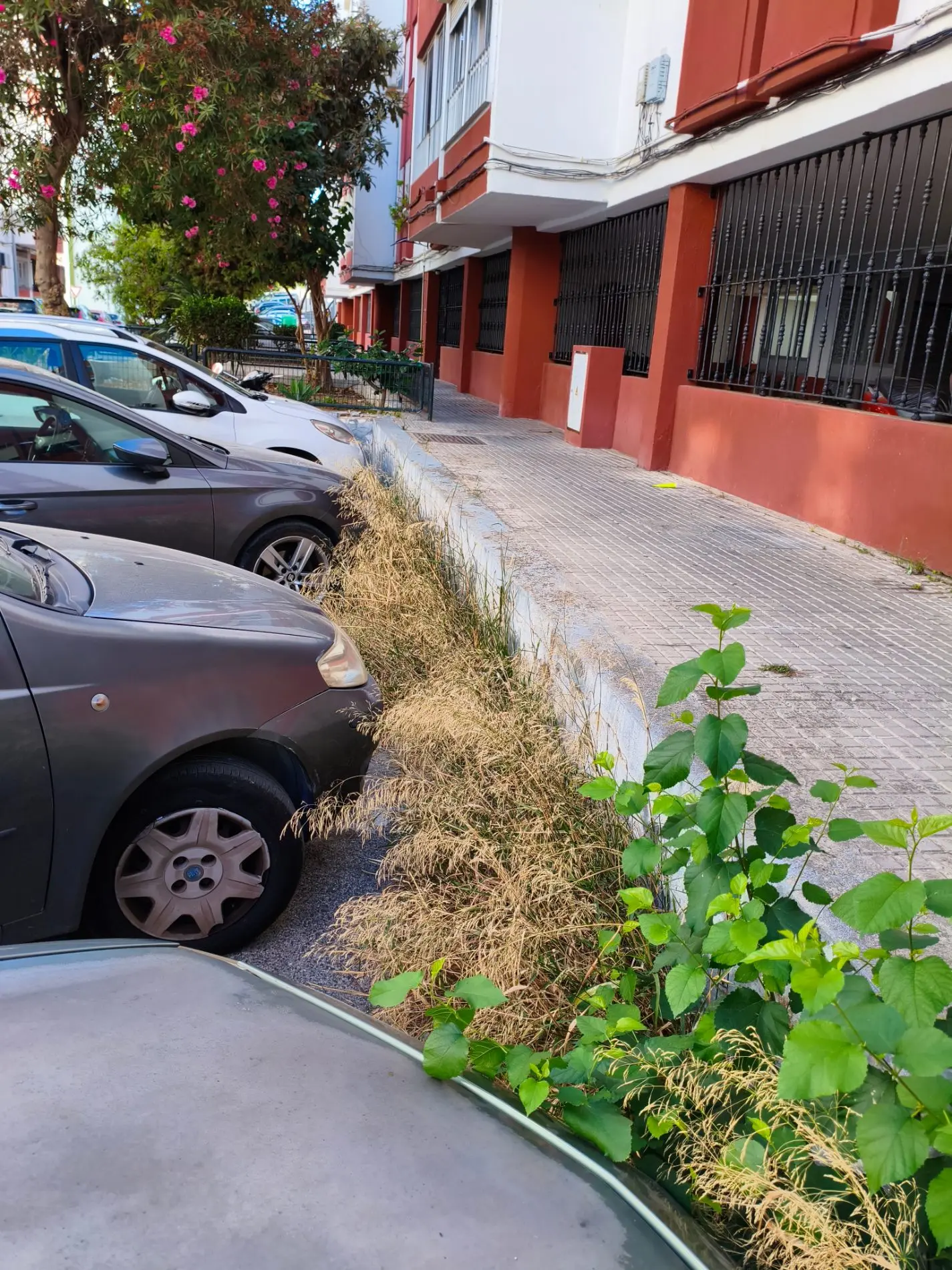 Fotografía de la incidencia: Se cuida/limpia muy poco durante el año.