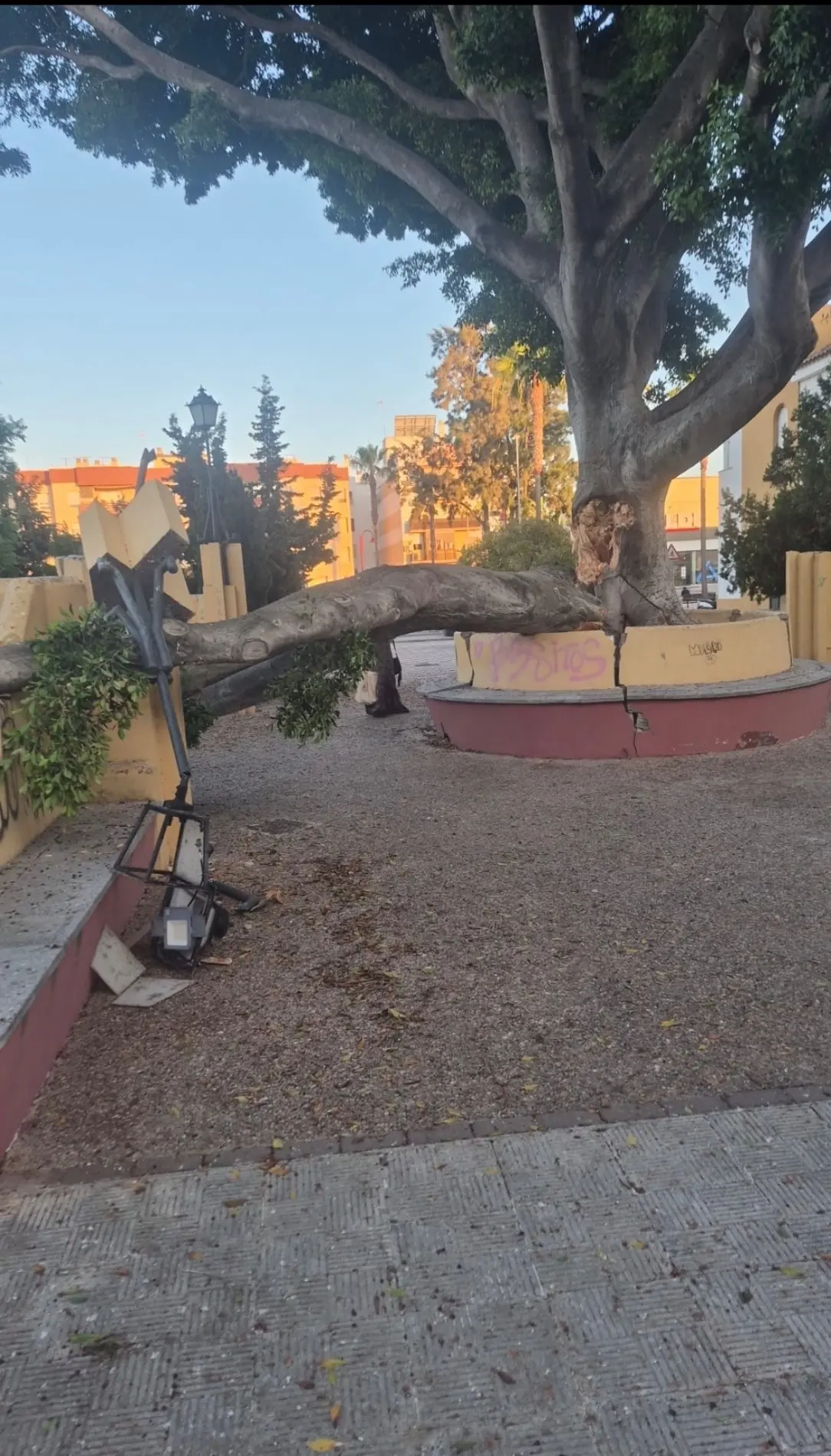 Fotografía de la incidencia: Años avisando los vecinos sobre las ramas hasta que ha caído, había gente cerca en ese mo…