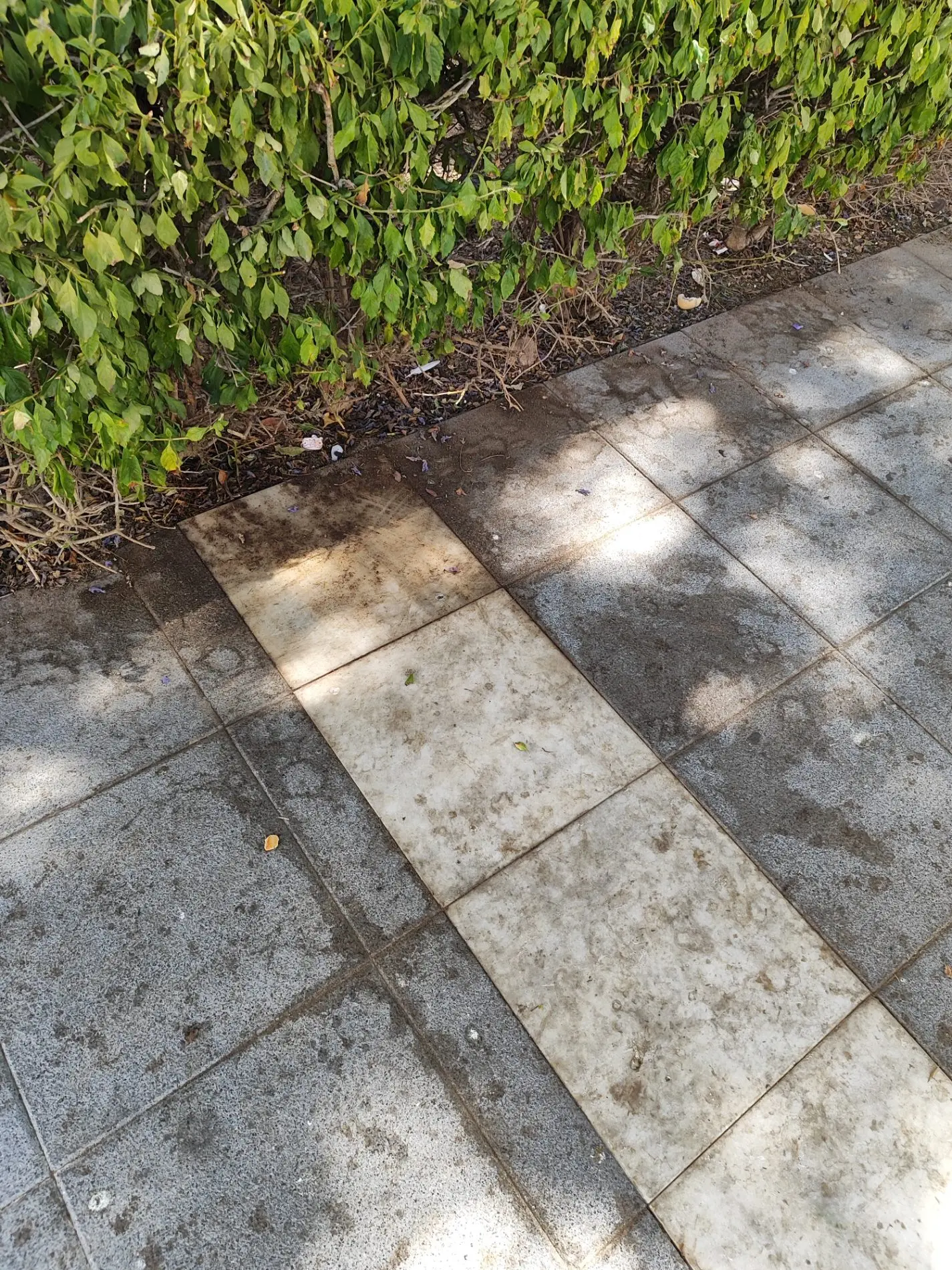Fotografía de la incidencia: Meses sin una limpieza