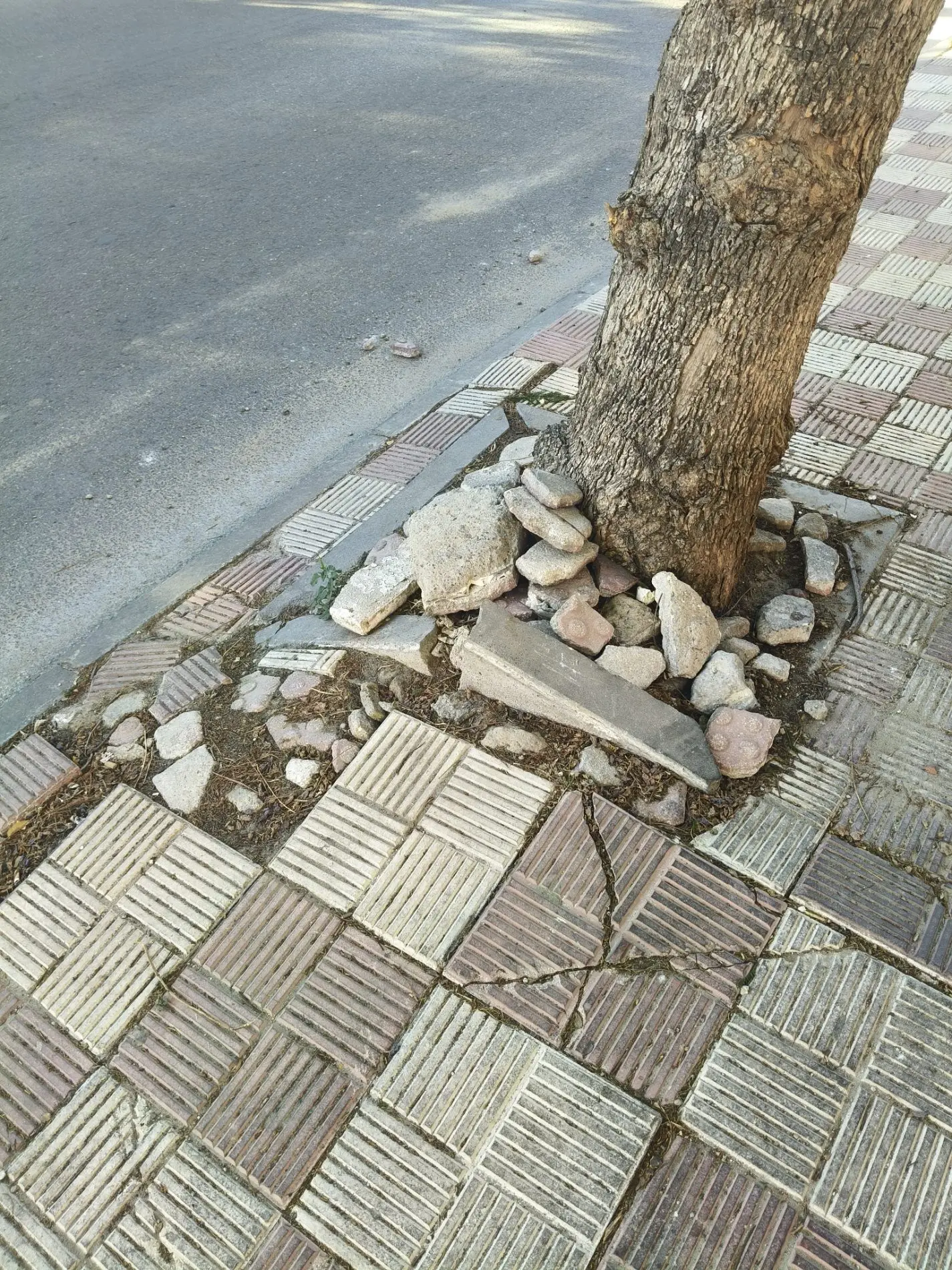Fotografía de la incidencia: Las raíces han levantado el acerado