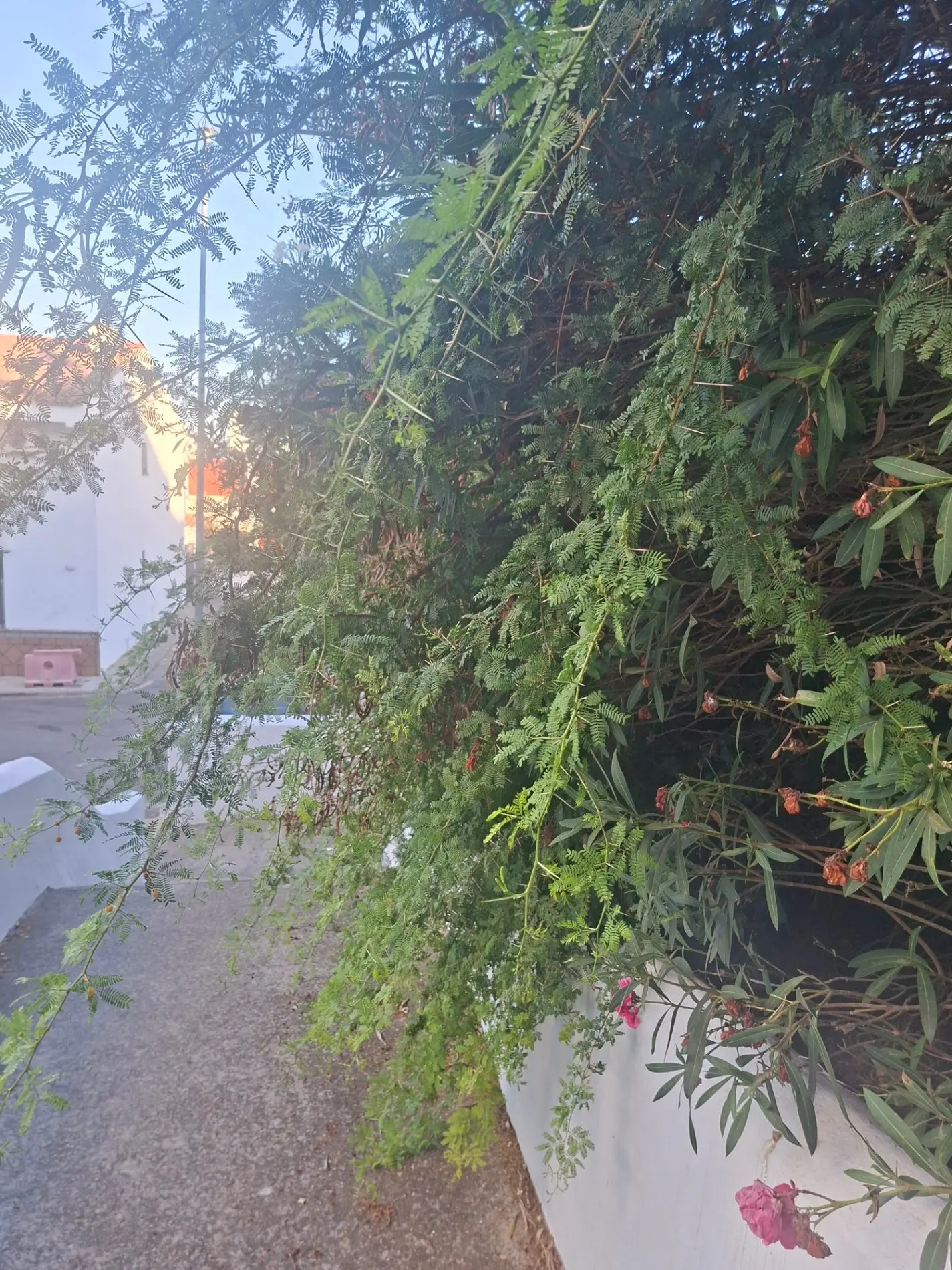 Fotografía de la incidencia: Llevamos mas de 20 años sin que aparezca ningún servicio de jardinería, tenemos terrenos …