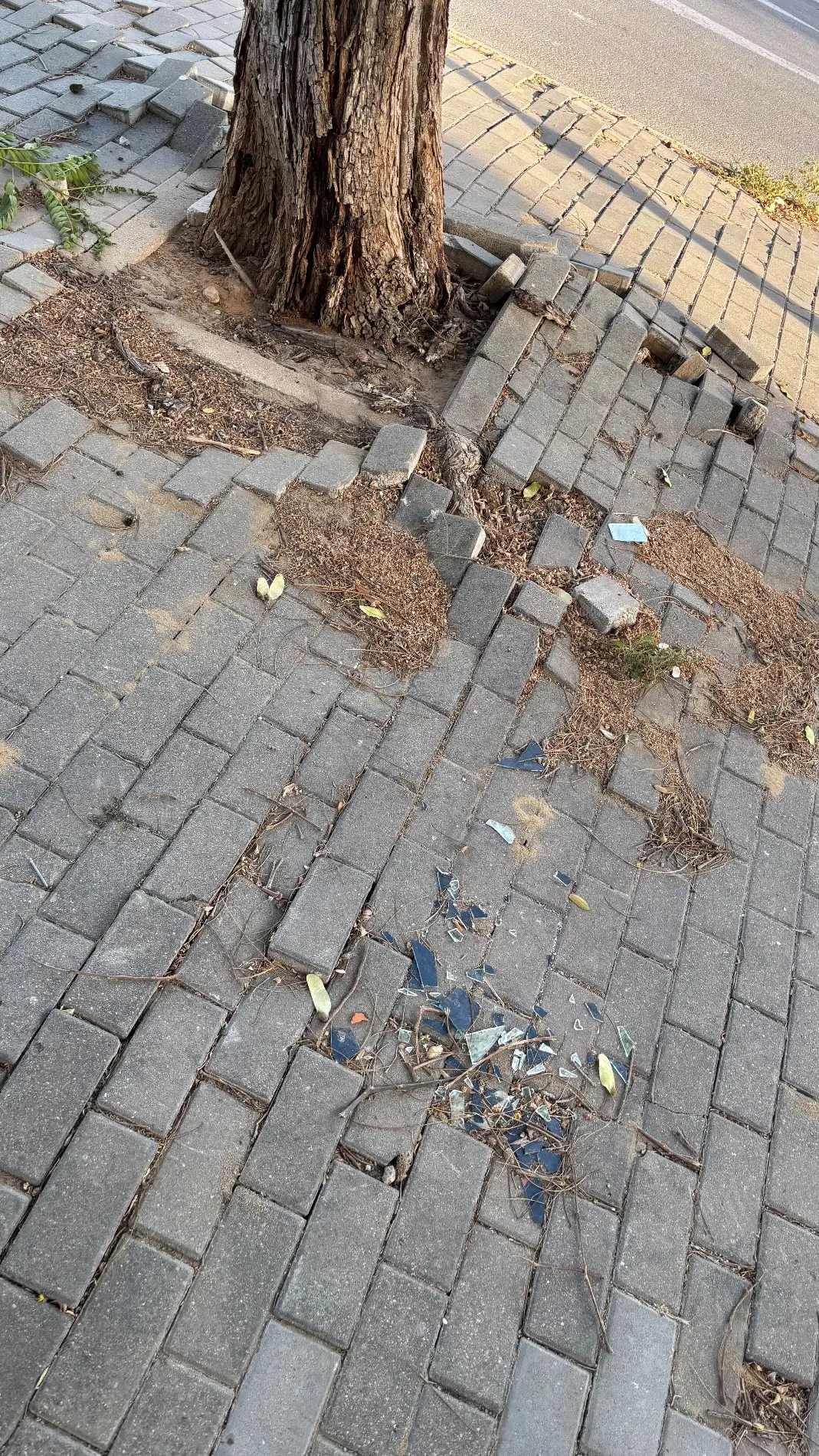 Fotografía de la incidencia: 2 meses con los cristales y no vienen a limpiar la calle