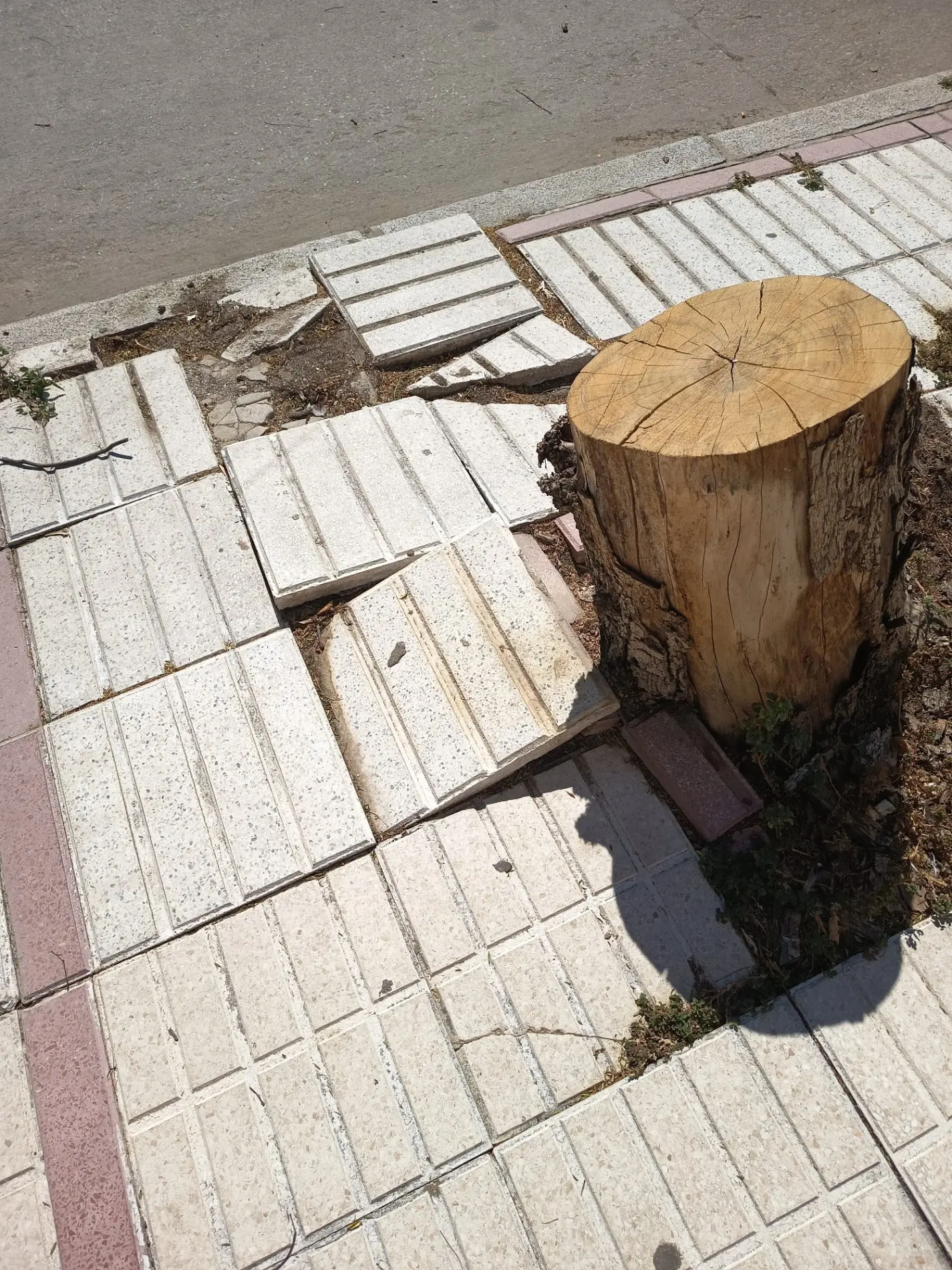 Fotografía de la incidencia: Toda la Avenida se encuentra en el mismo estado en los alcorques de los árboles desde hac…