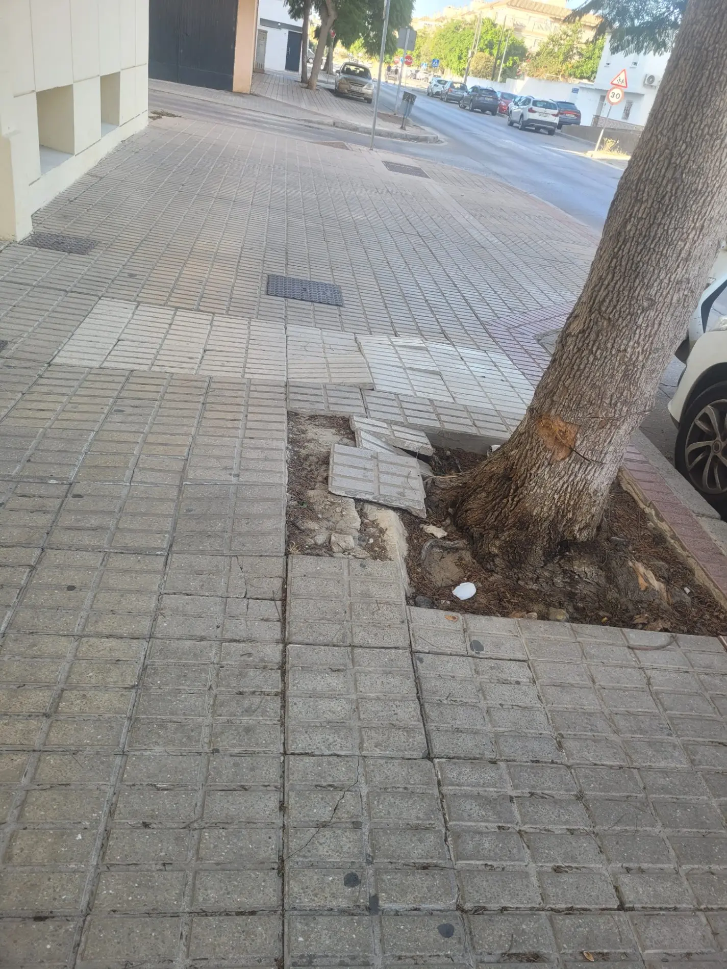 Fotografía de la incidencia: El árbol está levantando el acerado. Ya han habido varias caídas de personas a las que se…
